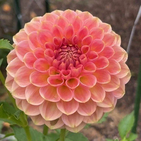 20th Ave Softer Peach — Cottage Blooms | dahlia | cut flower farm
